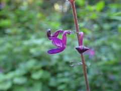 Equilabium petiolare