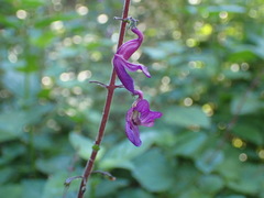 Equilabium petiolare