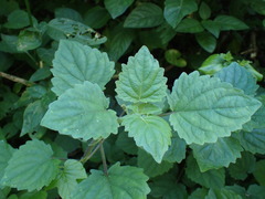 Equilabium petiolare