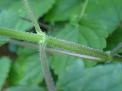 Equilabium petiolare