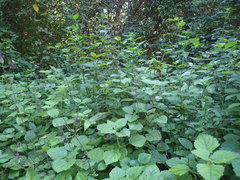 Equilabium petiolare