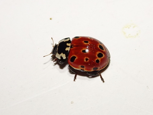 Anatis ocellata