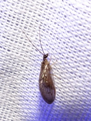 Sympherobius pellucidus