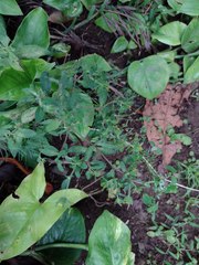 Sigesbeckia orientalis