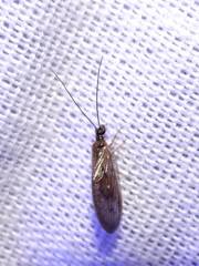 Sympherobius pellucidus