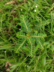 Phyllanthus leucanthus