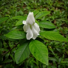 Gardenia jasminoides