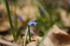 Scilla siberica