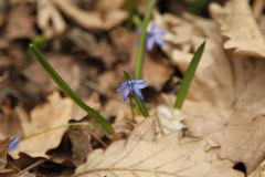 Scilla siberica