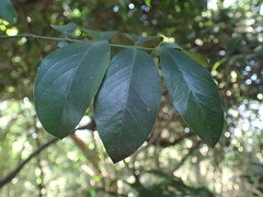 Secamone gerrardii