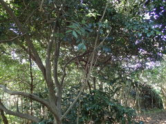 Secamone gerrardii