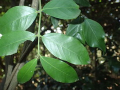 Secamone gerrardii