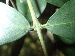 Secamone gerrardii
