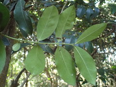 Secamone gerrardii
