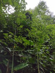 Phyllostachys nigra