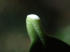 Secamone gerrardii