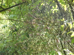 Lardizabalaceae