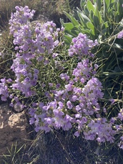Phoenicaulis cheiranthoides