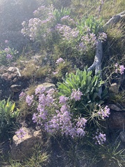 Phoenicaulis cheiranthoides