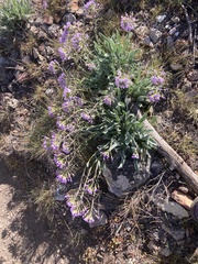 Phoenicaulis cheiranthoides