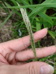 Digitaria insularis