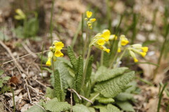 Primula veris