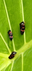Okiscarta uchidae