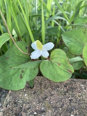Houttuynia cordata