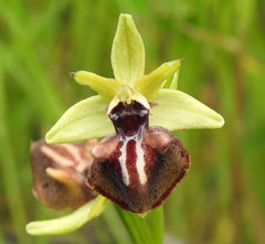 Ophrys sphegodes epirotica