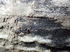 Pheidole akermani