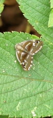 Ricania simulans