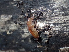 Pheidole akermani
