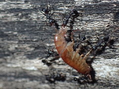 Pheidole akermani