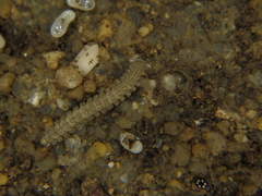 Ampelodesmus