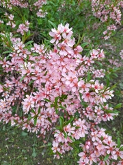 Amygdalus