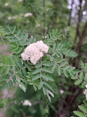 Sorbus aucuparia