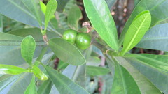Voacanga thouarsii