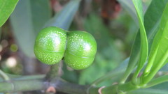 Voacanga thouarsii
