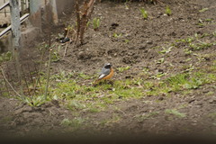 Phoenicurus phoenicurus