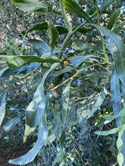 Acacia saligna