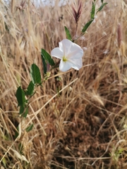 Convolvulus arvensis