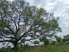 Meliaceae