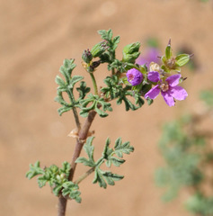 Erodium laciniatum