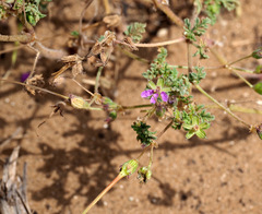 Erodium laciniatum