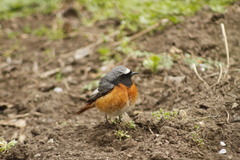 Phoenicurus phoenicurus