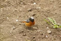 Phoenicurus phoenicurus