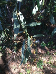 Acacia saligna