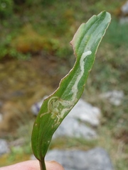 Phytomyza ranunculi