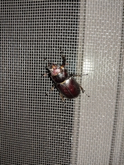 Lucanus placidus