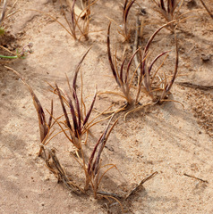 Parapholis marginata